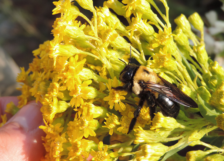 Maryland Biodiversity Project - Northern Carpenter Bee (Xylocopa virginica)