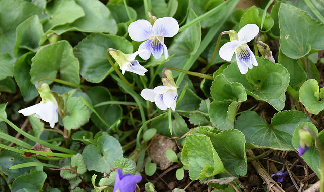 Maryland Biodiversity Project - Common Blue Violet (Viola sororia)