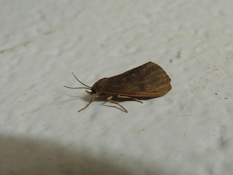 Maryland Biodiversity Project - Tawny Holomelina Moth (Virbia opella)