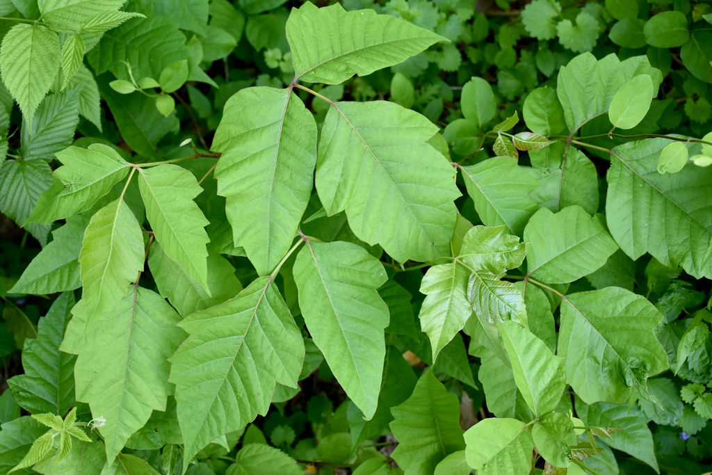 Maryland Biodiversity Project - Eastern Poison Ivy (Toxicodendron radicans)