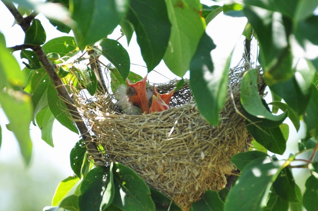 A Serendipitous Orchard Oriole Extravaganza