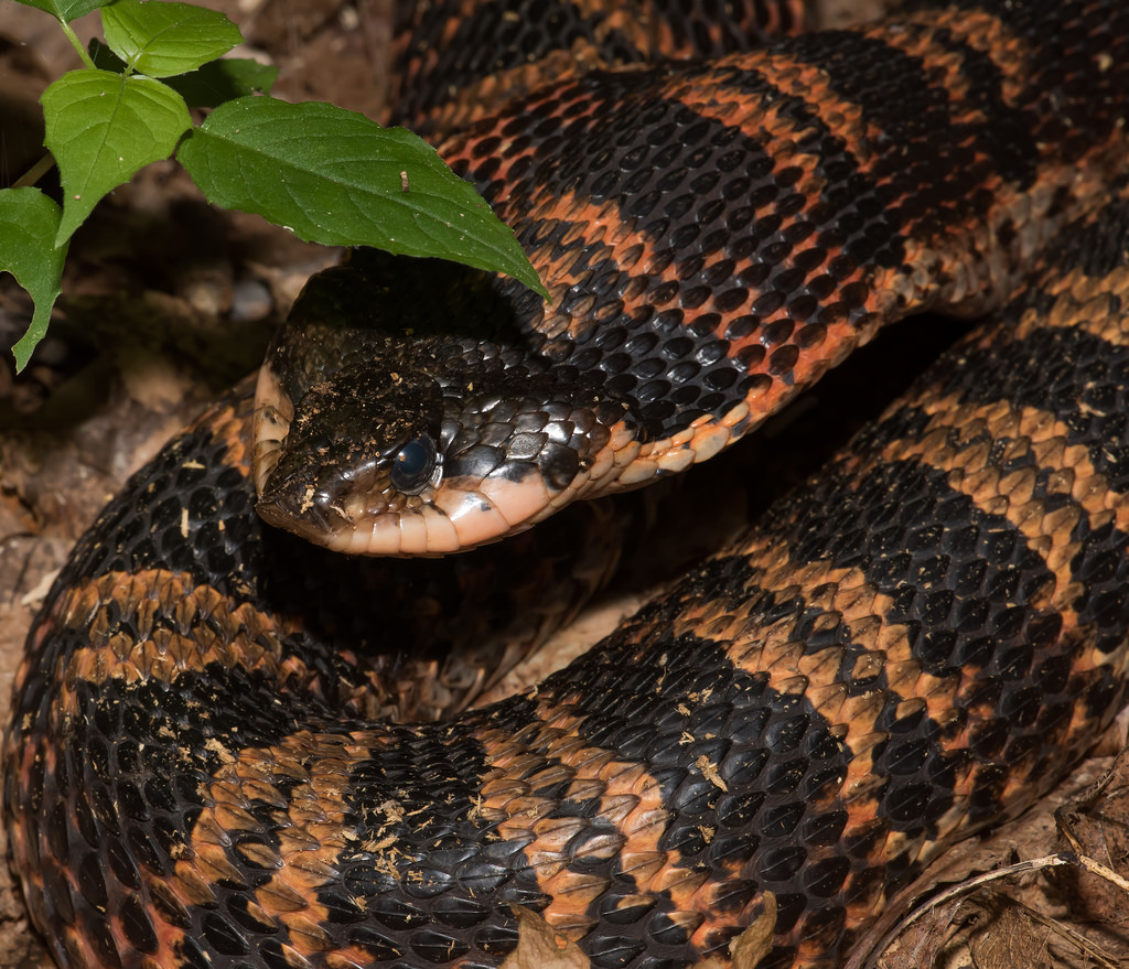 Maryland Biodiversity Project - Eastern Hog-nosed Snake (Heterodon