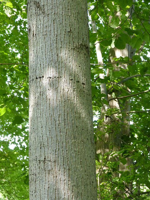 Maryland Biodiversity Project - American Basswood (Tilia americana)