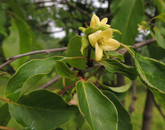 Common Persimmon blooming in Montgomery Co., Maryland (6/15/2016).