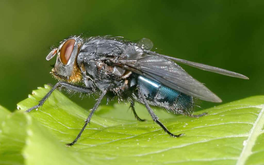 Maryland Biodiversity Project - Blue Bottle Fly (Calliphora vomitoria)