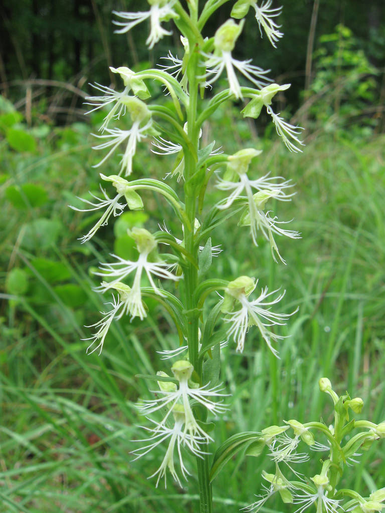 Green-fringed Orchid