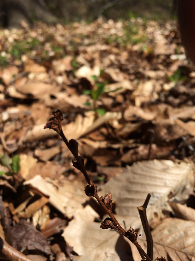 Maryland Biodiversity Project - Beechdrops (Epifagus virginiana)