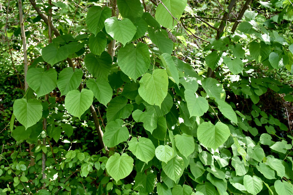 American Basswood or Linden - North American Insects & Spiders