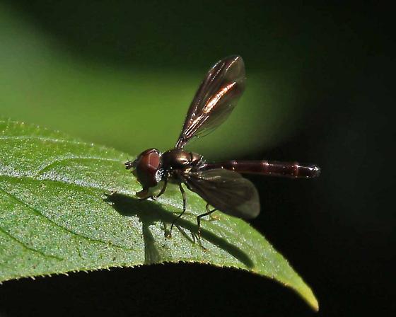 Dusky-winged Hover Fly