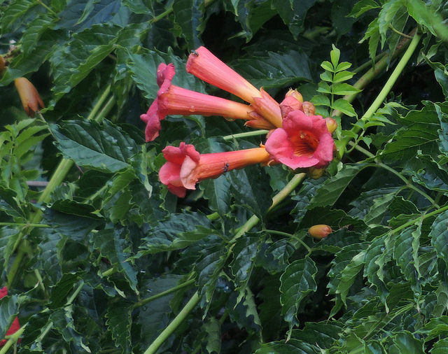 File:Campsis radicans (Trumpet creeper).JPG - Wikimedia Commons