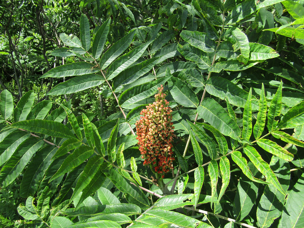 Smooth Sumac in Anne Arundel Co., Maryland (7/16/2016).