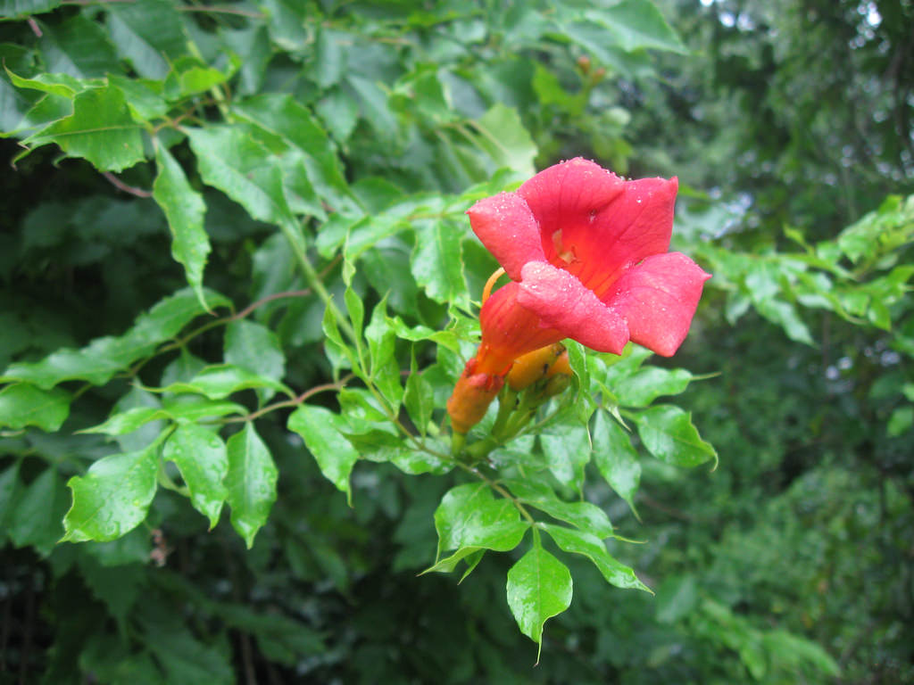 Trumpet creeper Definition & Meaning - Merriam-Webster