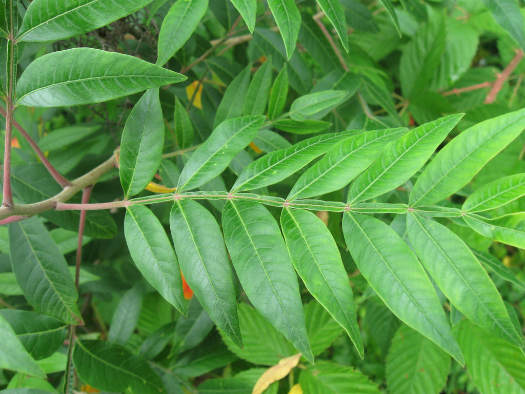 Winged Sumac in Caroline Co., Maryland (7/4/2016).