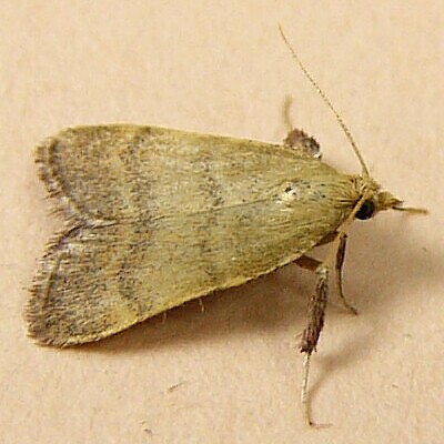 Maryland Biodiversity Project - Drab Condylolomia Moth (Condylolomia ...