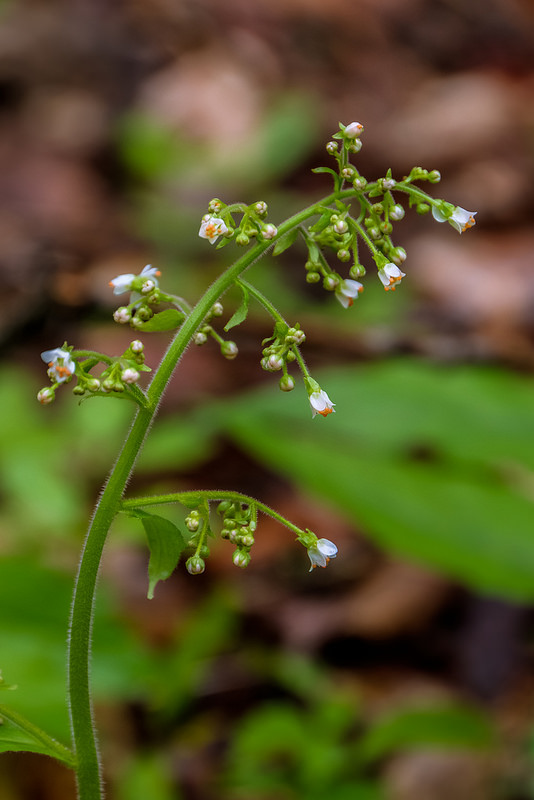 Maryland Biodiversity Project - Lettuce-leaved Saxifrage (Micranthes ...