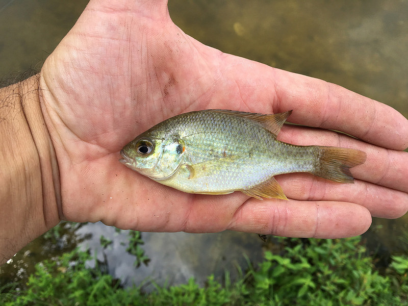 Maryland Biodiversity Project - Redear Sunfish (Lepomis microlophus)