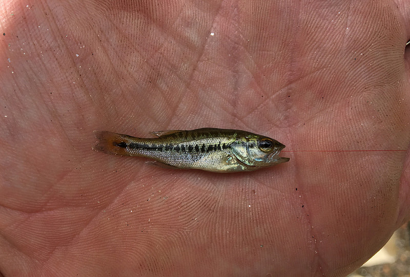 Maryland Biodiversity Project - Largemouth Bass (Micropterus