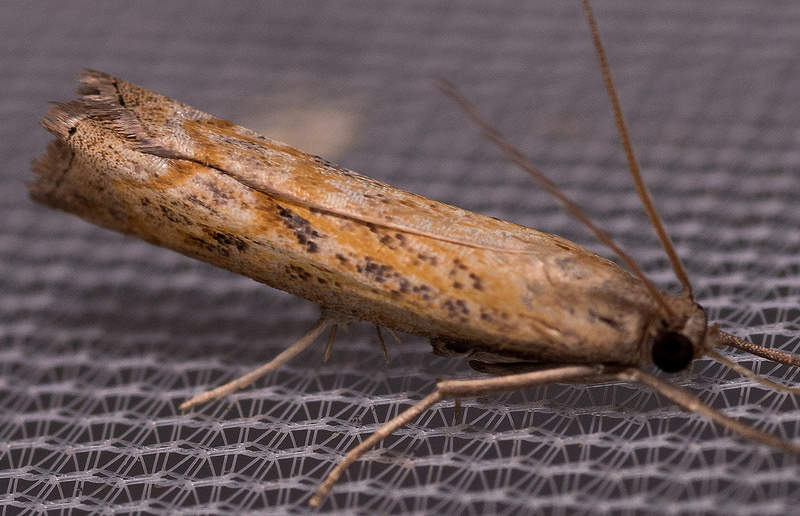 Maryland Biodiversity Project - Mottled Grass-veneer Moth (Neodactria ...