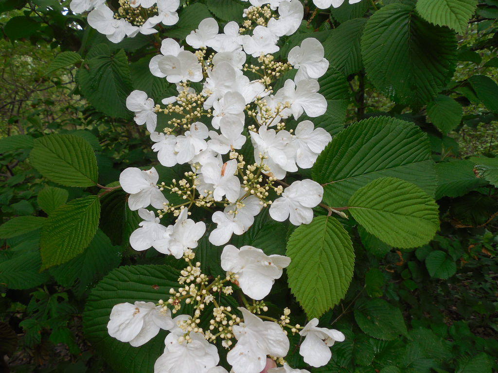 Maryland Biodiversity Project - Japanese Snowball (Viburnum plicatum)