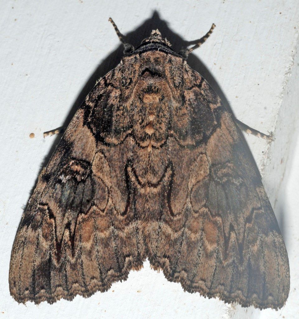 Maryland Biodiversity Project - Penitent Underwing Moth (Catocala piatrix)