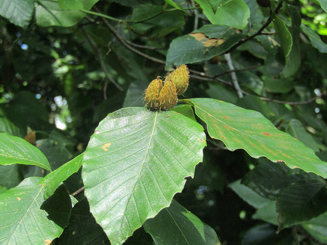 American Beech in Caroline Co., Maryland (8/2/2016).