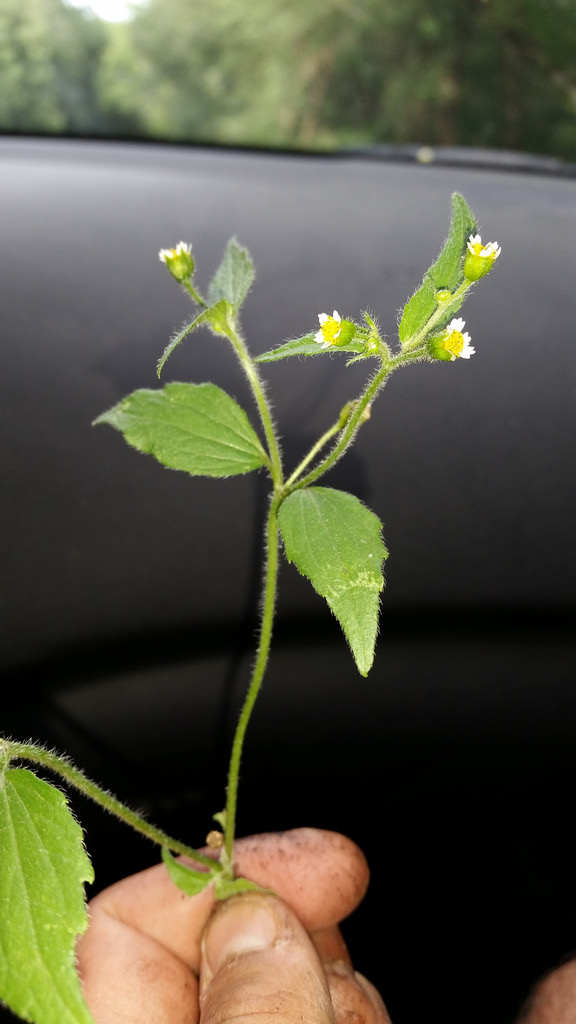 Maryland Biodiversity Project - Shaggy Soldier (Galinsoga quadriradiata)