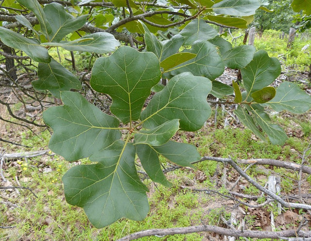 Blackjack Oak Tree Leaves