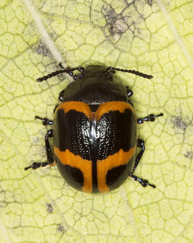 Maryland Biodiversity Project - Swamp Milkweed Leaf Beetle (Labidomera ...
