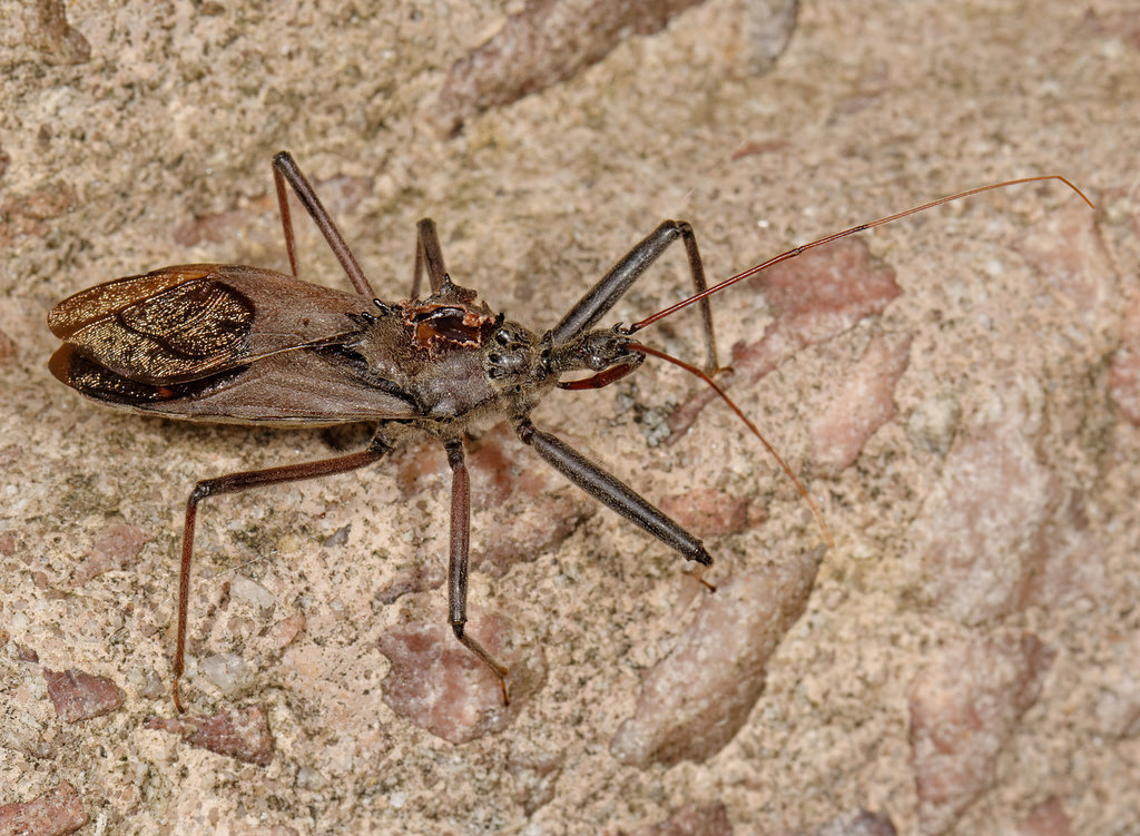 Maryland Biodiversity Project - Wheel Bug (Arilus cristatus)