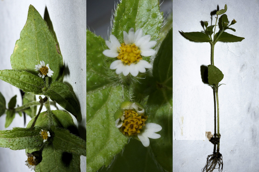 Maryland Biodiversity Project - Shaggy Soldier (Galinsoga quadriradiata)