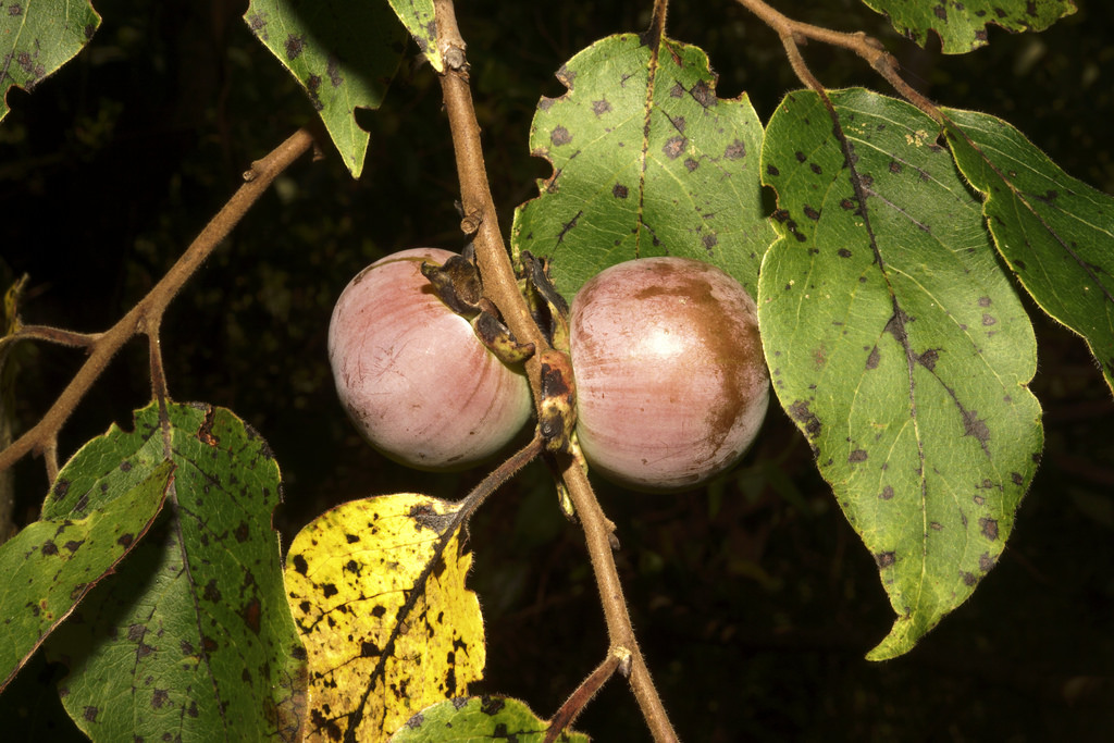 Common Persimmon in Prince George's Co., Maryland (8/11/2016).