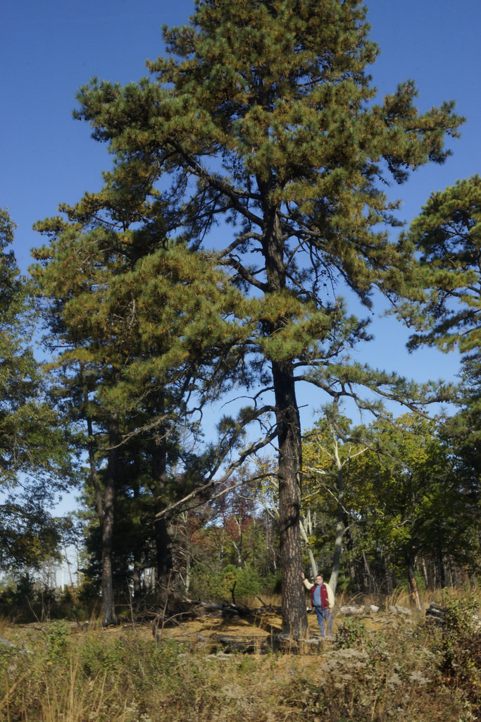 Pitch Pine in Anne Arundel Co., Maryland (10/29/2016). Maryland State Co-champion.