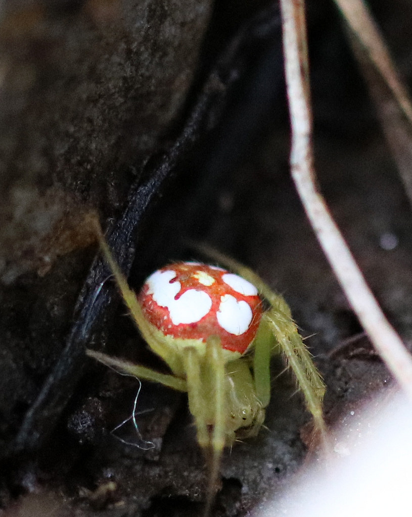 Maryland Biodiversity Project - Late summer and fall is prime spider season  in Maryland. According to Wikipedia, nearly 46,000 living species of  spiders (order Araneae) have been identified and [those species] are