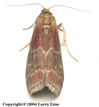 Maryland Biodiversity Project - Root Collar Borer Moth (Euzophera ...