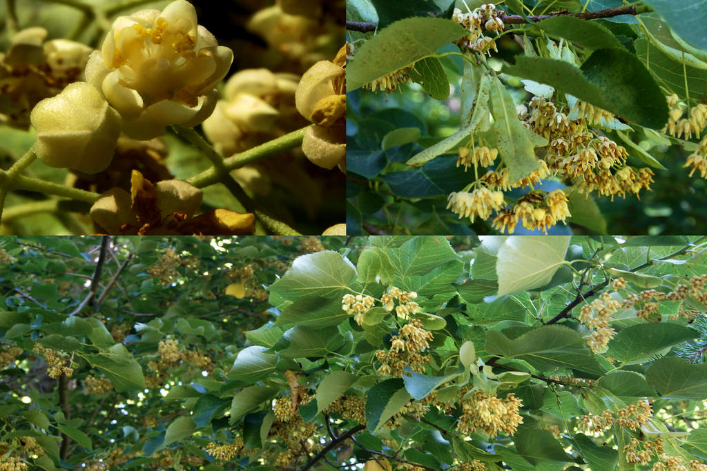 American Basswood in Anne Arundel Co., Maryland (6/15/2011).