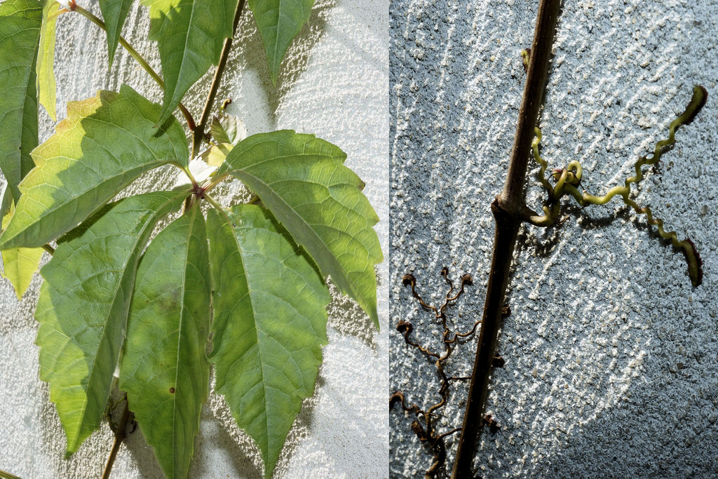 Virginia Creeper (Parthenocissus quinquefolia) – Orleans Conservation Trust