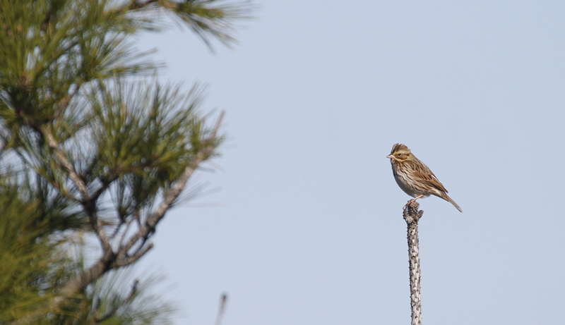 A Savannah Sparrow in Worcester Co., Maryland (11/12/2016).