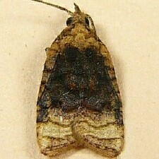 Maryland Biodiversity Project - Black-shaded Platynota Moth (Platynota ...