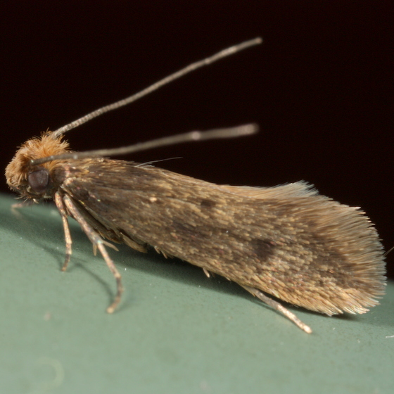 Maryland Biodiversity Project - Casemaking Clothes Moth (Tinea pellionella)