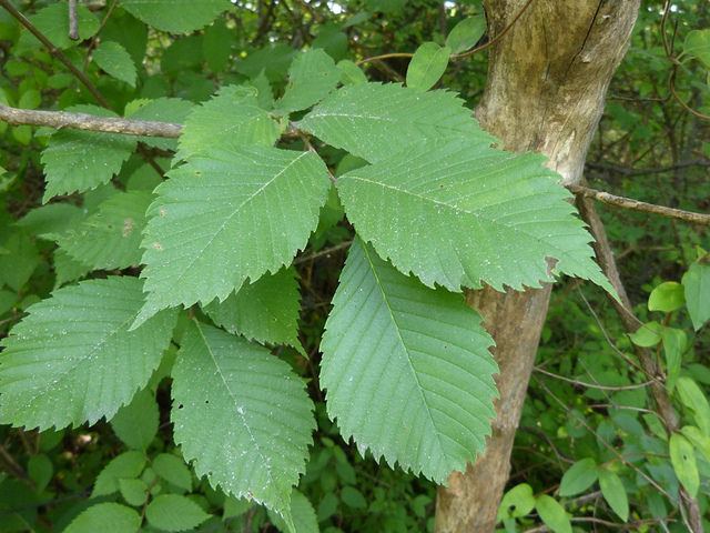 Slippery Elm  Glen Arboretum