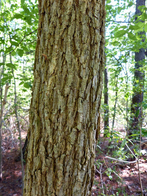 Maryland Biodiversity Project - Slippery Elm (Ulmus rubra)