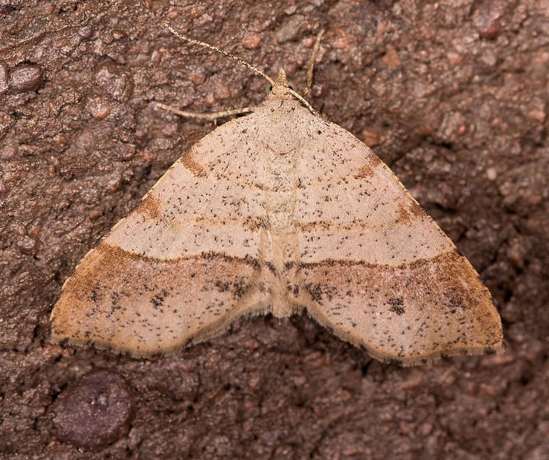 Maryland Biodiversity Project - Orangewing Moth (Mellilla 