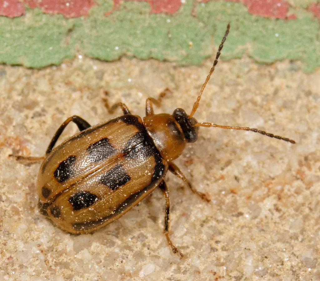 Maryland Biodiversity Project - Bean Leaf Beetle (Cerotoma trifurcata)