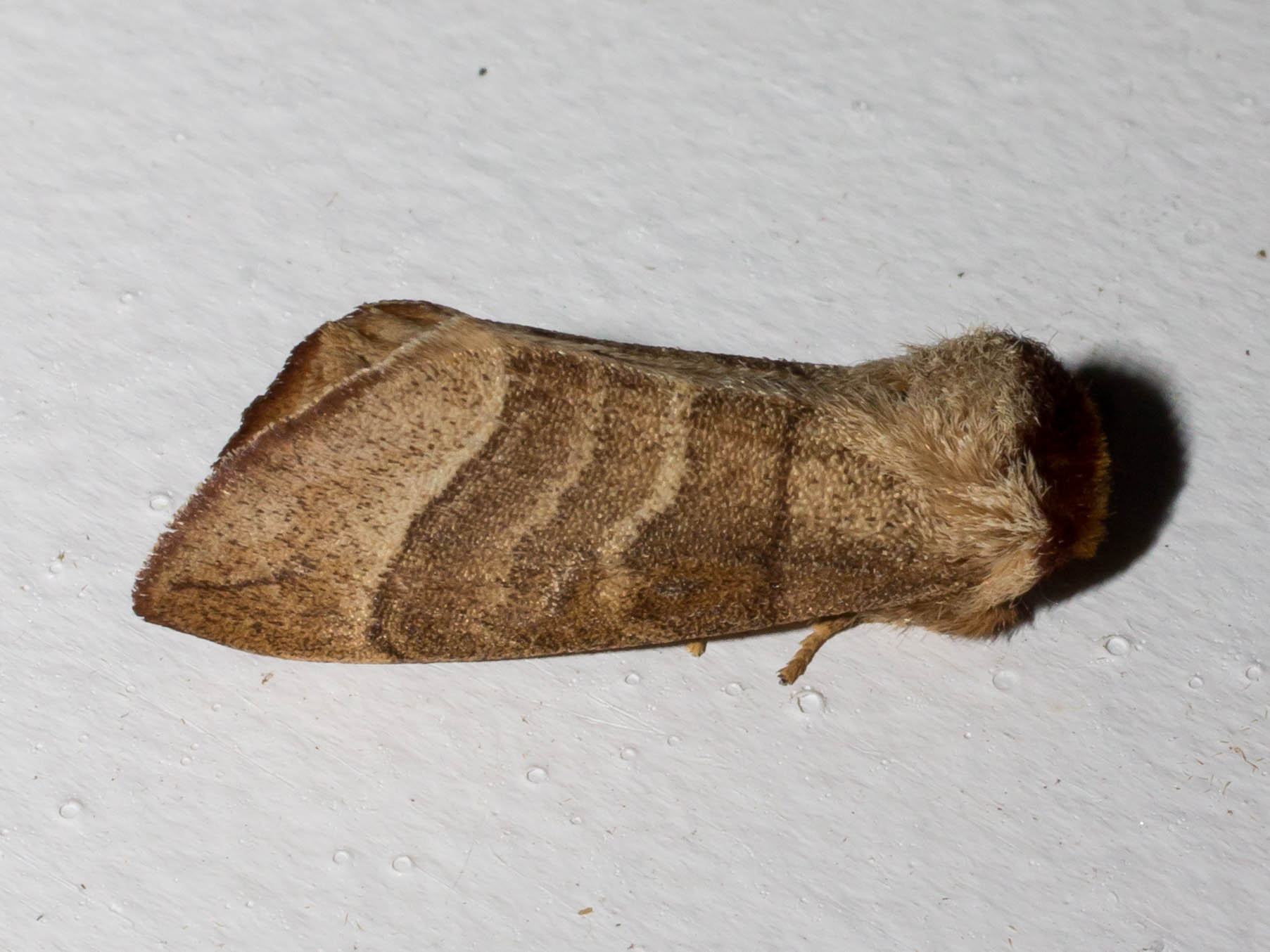 Maryland Biodiversity Project - Walnut Caterpillar Moth (Datana ...
