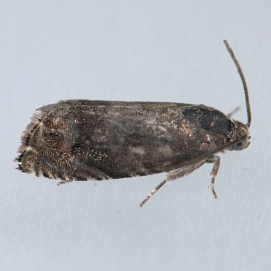 Maryland Biodiversity Project - Pea Moth (Cydia nigricana)