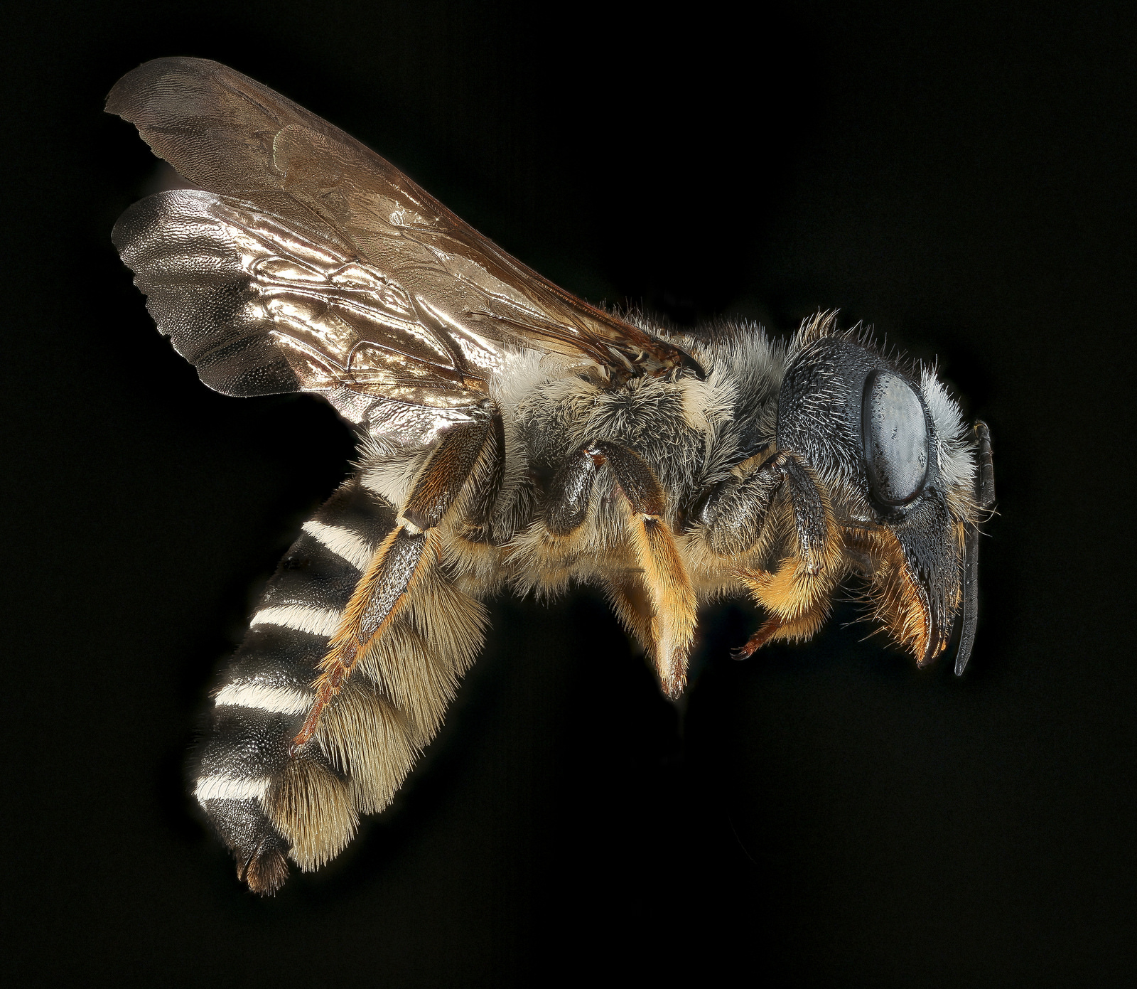 Pugnacious Leaf-cutter Bee by USGS PWRC