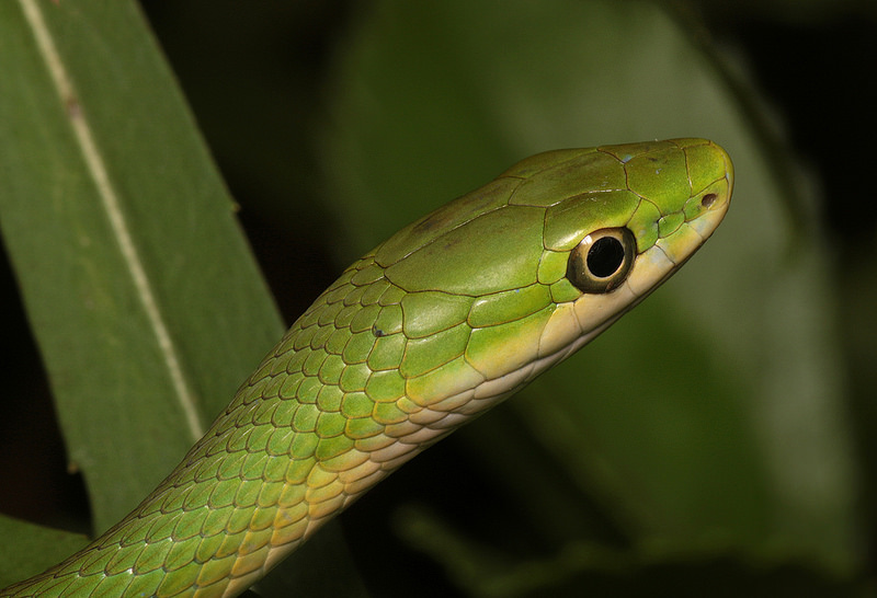 Maryland Biodiversity Project - Northern Rough Green Snake (Opheodrys ...