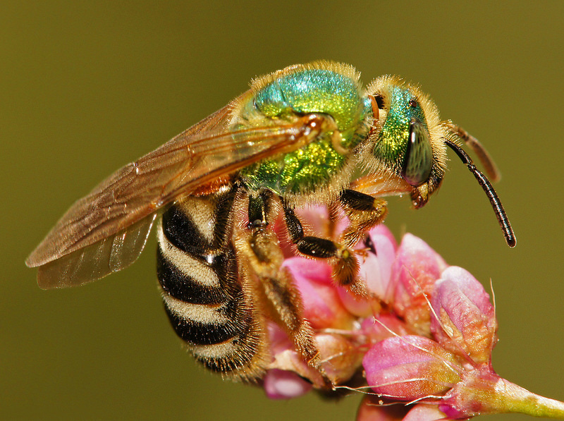 Maryland Biodiversity Project - Agapostemon virescens