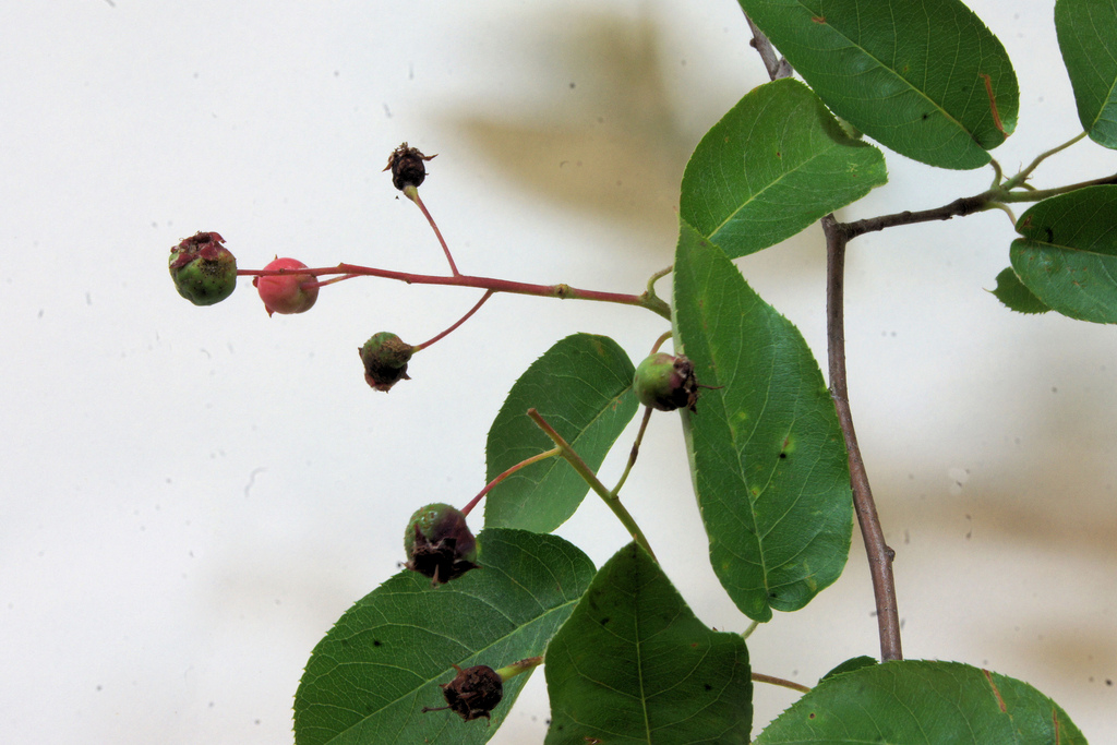 Common Serviceberry growing in Anne Arundel Co., Maryland (5/9/2012).