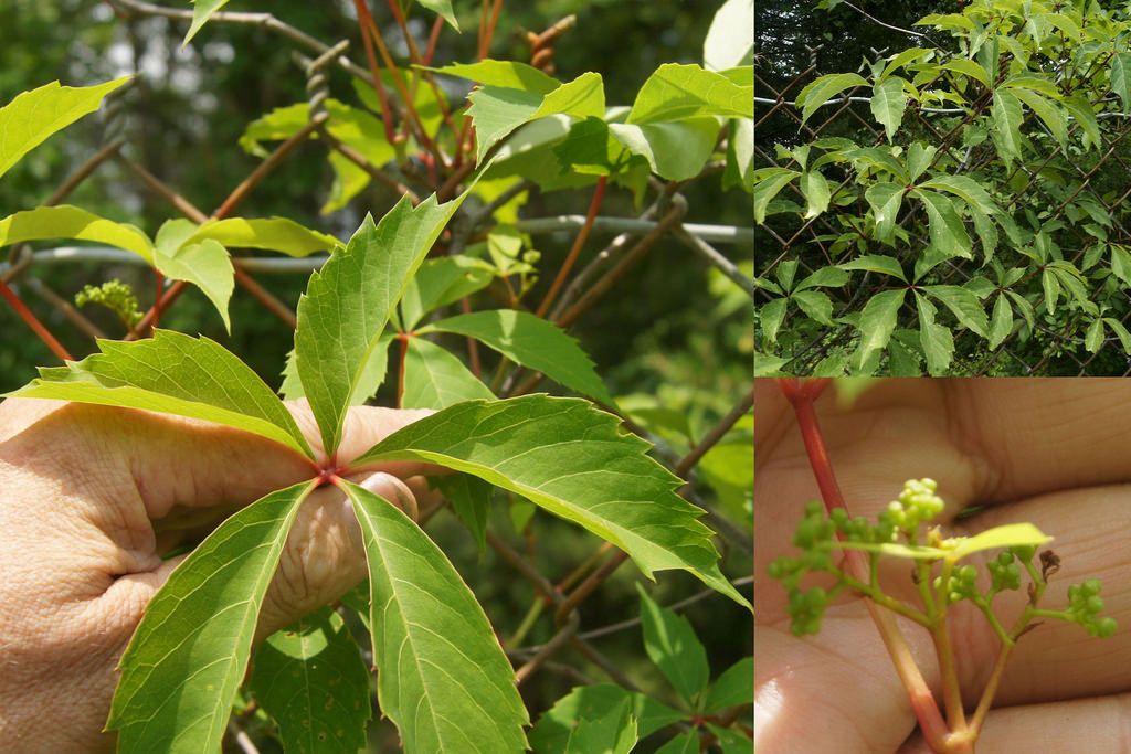 Virginia creeper has 'leaves of five, let it thrive' - The Vicksburg Post